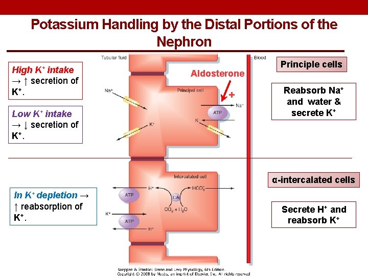 Potassium Handling by the Distal Portions of the Nephron High K+ intake → ↑