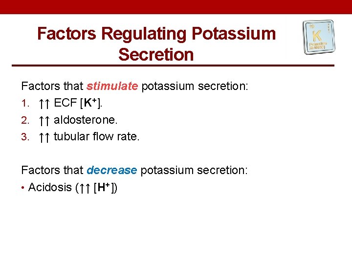 Factors Regulating Potassium Secretion Factors that stimulate potassium secretion: 1. ↑↑ ECF [K+]. 2.