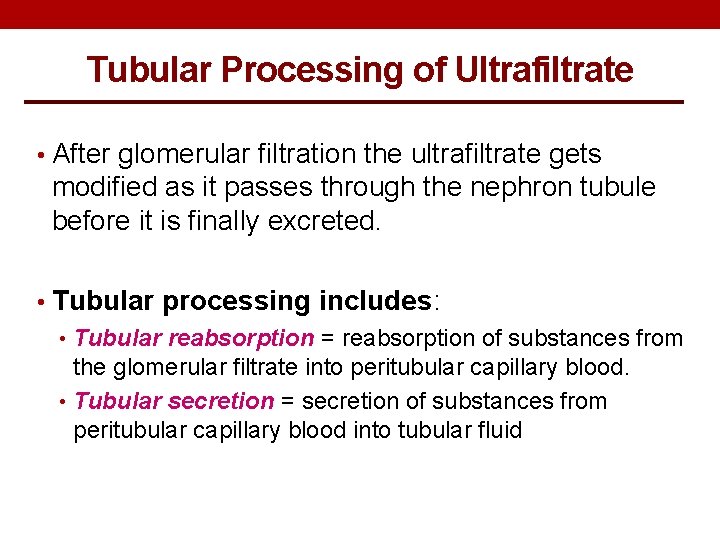 Tubular Processing of Ultrafiltrate • After glomerular filtration the ultrafiltrate gets modified as it