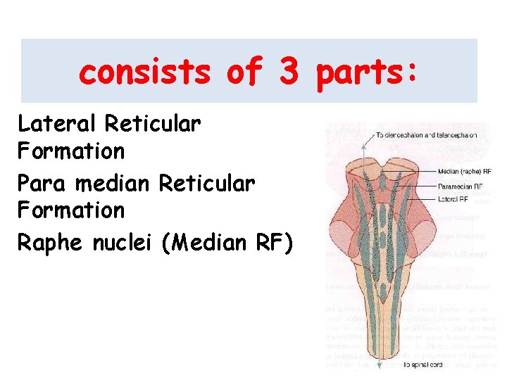 consists of 3 parts: Lateral Reticular Formation Para median Reticular Formation Raphe nuclei (Median