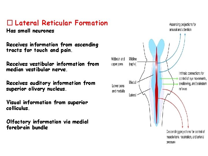 � Lateral Reticular Formation Has small neurones Receives information from ascending tracts for touch