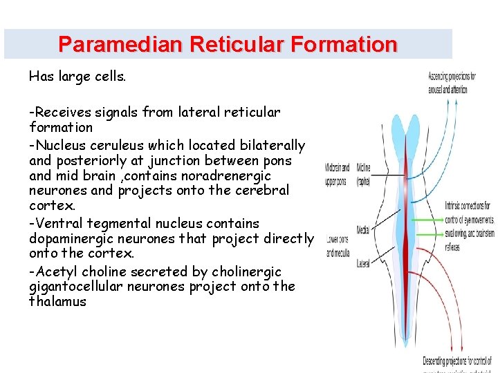 Paramedian Reticular Formation Has large cells. -Receives signals from lateral reticular formation -Nucleus ceruleus
