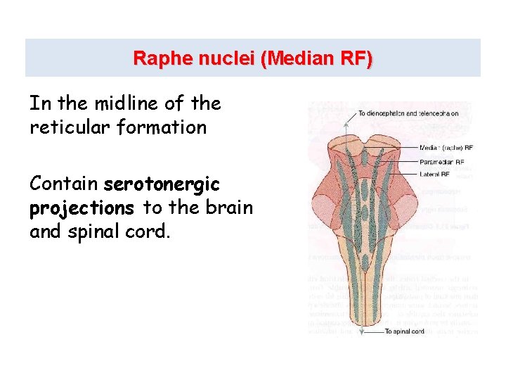 Raphe nuclei (Median RF) In the midline of the reticular formation Contain serotonergic projections