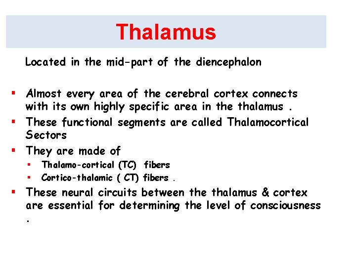 Thalamus Located in the mid-part of the diencephalon § Almost every area of the