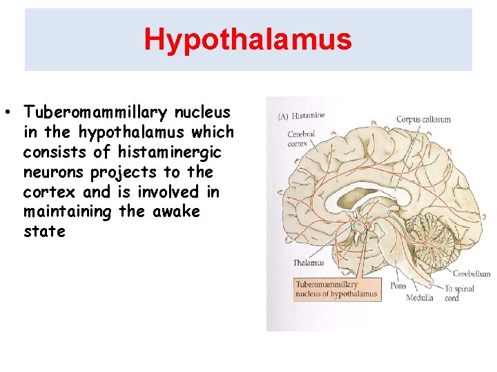 Hypothalamus • Tuberomammillary nucleus in the hypothalamus which consists of histaminergic neurons projects to