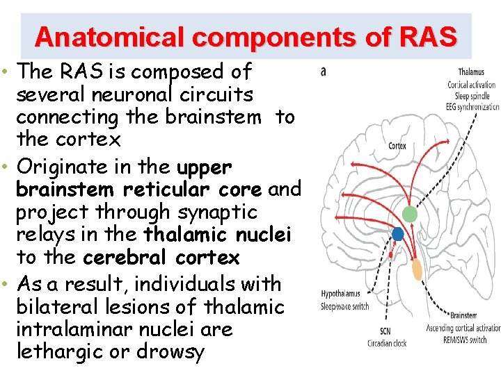Anatomical components of RAS • The RAS is composed of several neuronal circuits connecting
