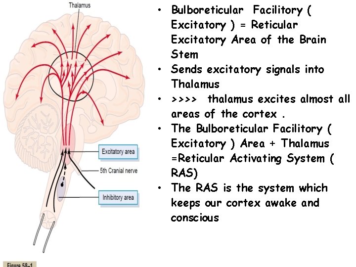 • Bulboreticular Facilitory ( Excitatory ) = Reticular Excitatory Area of the Brain