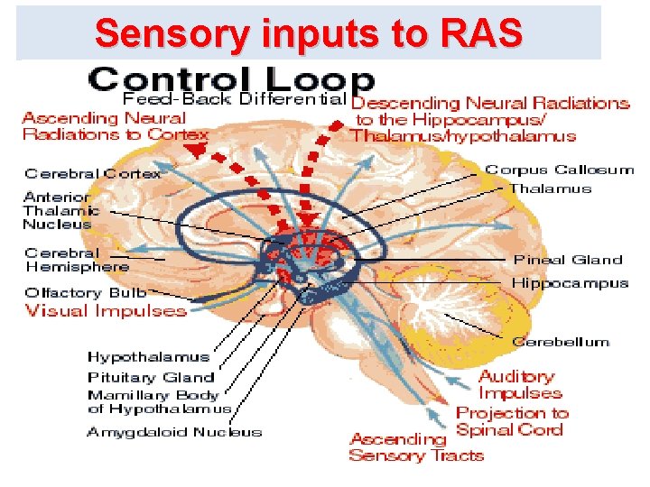 Sensory inputs to RAS 
