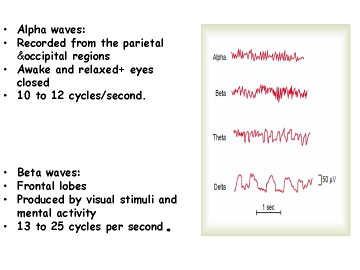  • Alpha waves: • Recorded from the parietal &occipital regions • Awake and