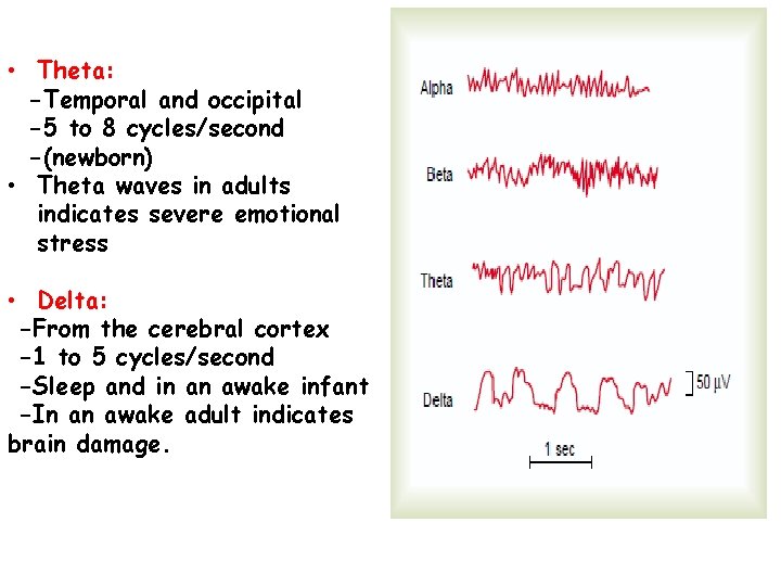  • Theta: -Temporal and occipital -5 to 8 cycles/second -(newborn) • Theta waves
