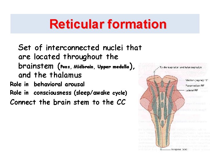 Reticular formation Set of interconnected nuclei that are located throughout the brainstem (Pons, Midbrain,