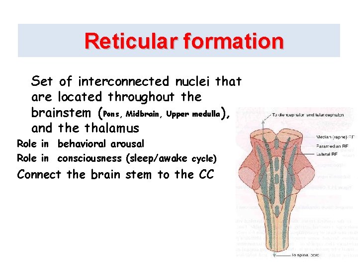 Reticular formation Set of interconnected nuclei that are located throughout the brainstem (Pons, Midbrain,