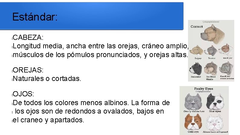 Estándar: CABEZA: l. Longitud media, ancha entre las orejas, cráneo amplio, lmúsculos de los