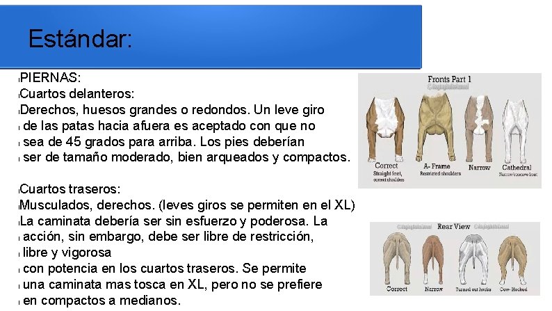 Estándar: PIERNAS: l. Cuartos delanteros: l. Derechos, huesos grandes o redondos. Un leve giro