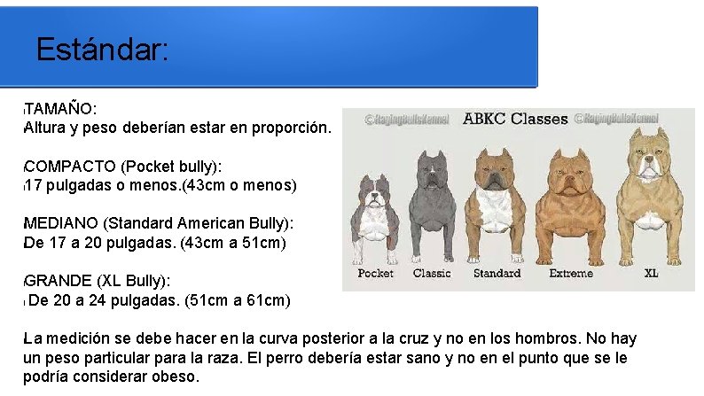 Estándar: TAMAÑO: l. Altura y peso deberían estar en proporción. l COMPACTO (Pocket bully):
