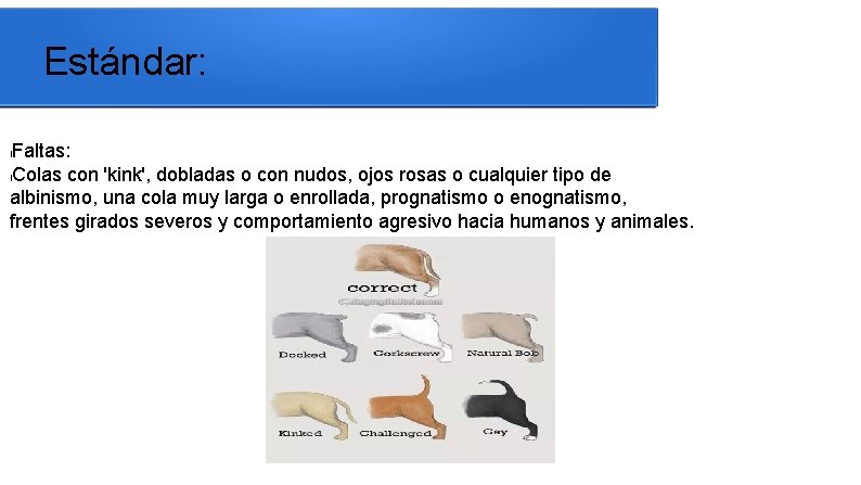 Estándar: Faltas: l. Colas con 'kink', dobladas o con nudos, ojos rosas o cualquier
