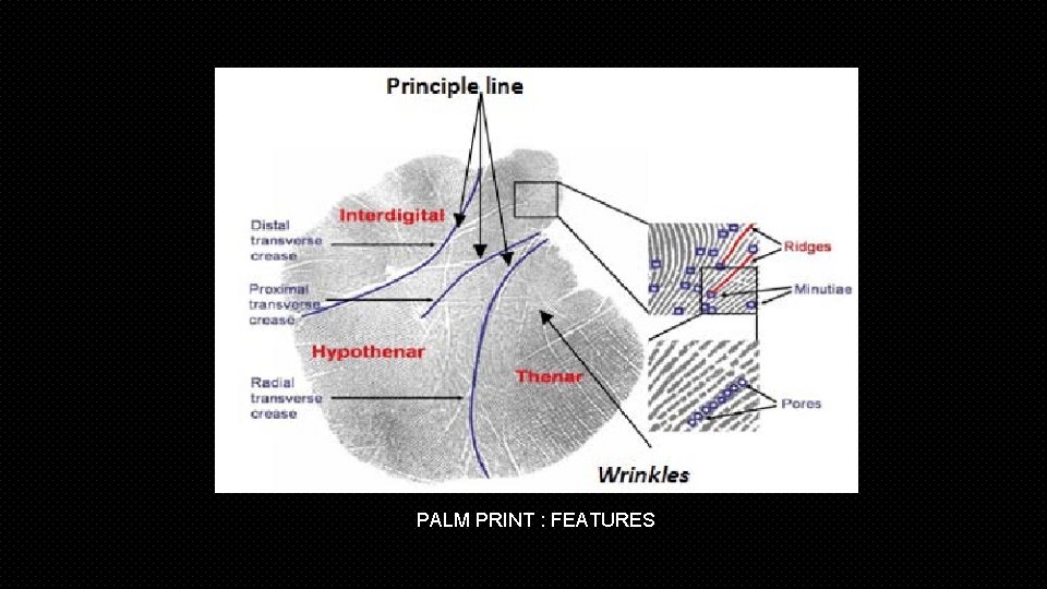 PALM PRINT : FEATURES 