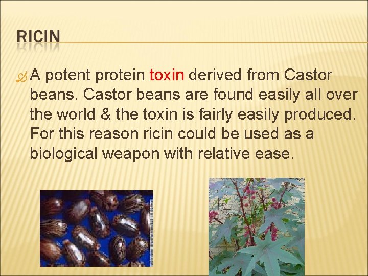  A potent protein toxin derived from Castor beans are found easily all over