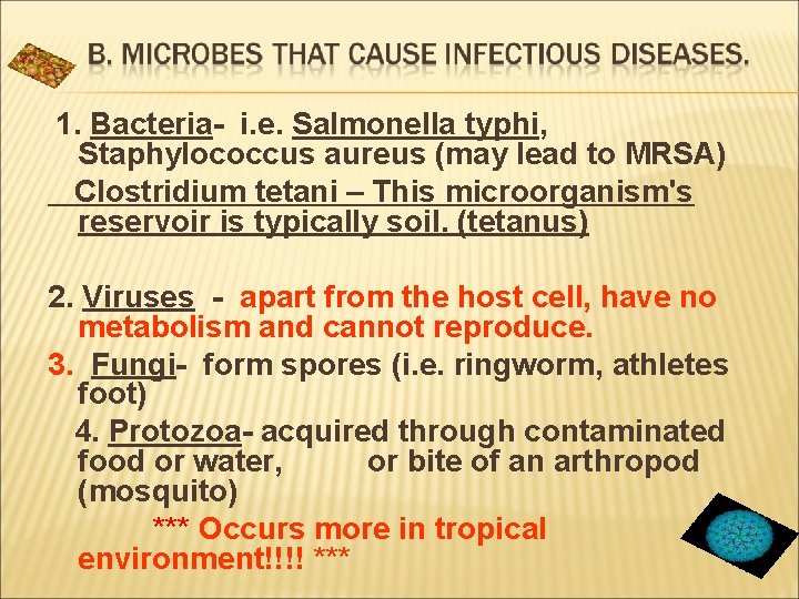 1. Bacteria- i. e. Salmonella typhi, Staphylococcus aureus (may lead to MRSA) Clostridium tetani