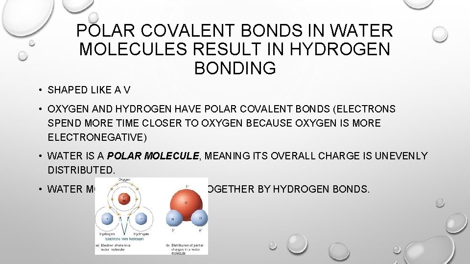 POLAR COVALENT BONDS IN WATER MOLECULES RESULT IN HYDROGEN BONDING • SHAPED LIKE A
