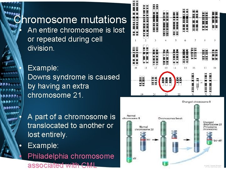 Chromosome mutations • An entire chromosome is lost or repeated during cell division. •