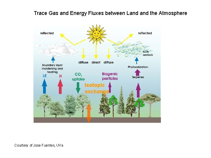 Trace Gas and Energy Fluxes between Land the Atmosphere Isotopic exchange Courtesy of Jose