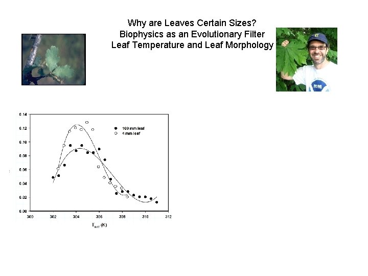 Why are Leaves Certain Sizes? Biophysics as an Evolutionary Filter Leaf Temperature and Leaf