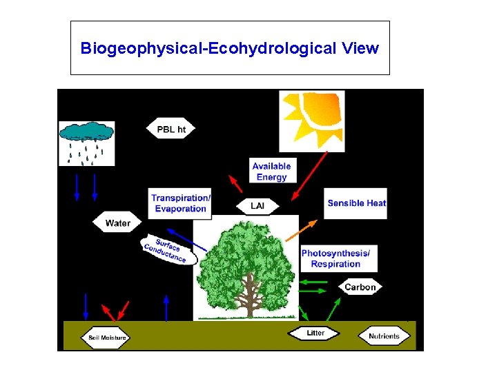 Biogeophysical-Ecohydrological View 