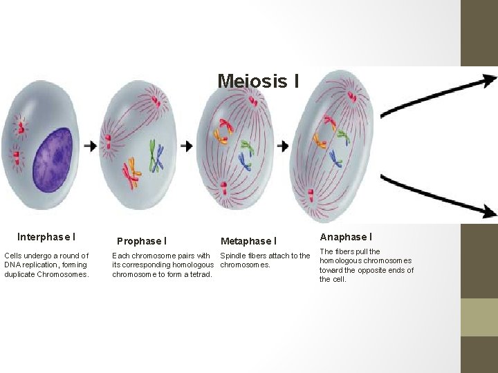 Meiosis I Interphase I Cells undergo a round of DNA replication, forming duplicate Chromosomes.