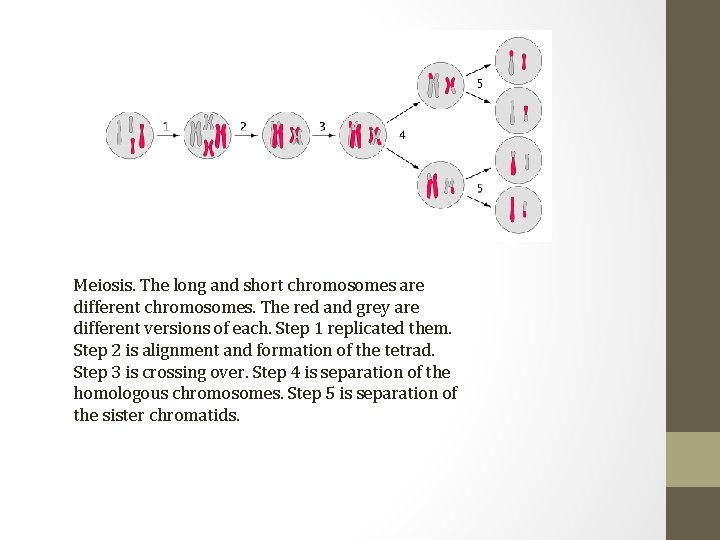 Meiosis. The long and short chromosomes are different chromosomes. The red and grey are