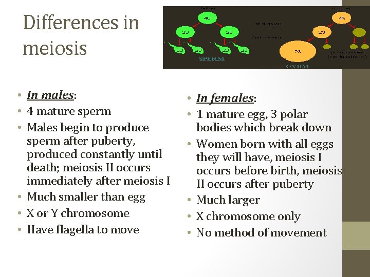 Differences in meiosis • In males: • 4 mature sperm • Males begin to