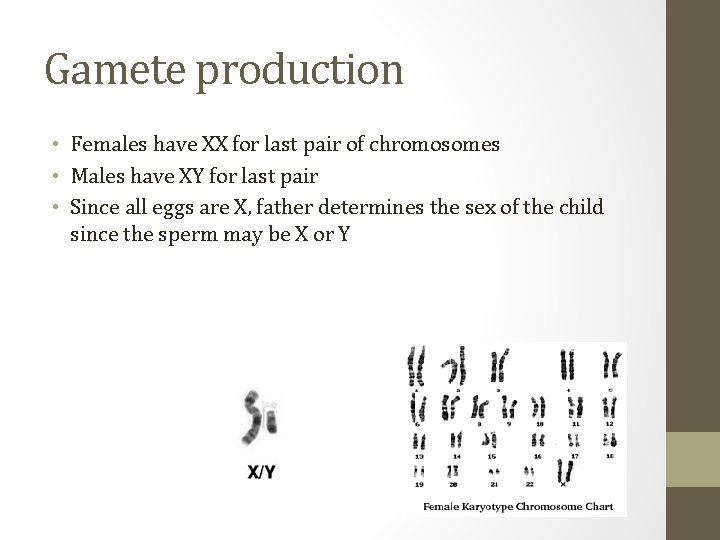 Gamete production • Females have XX for last pair of chromosomes • Males have