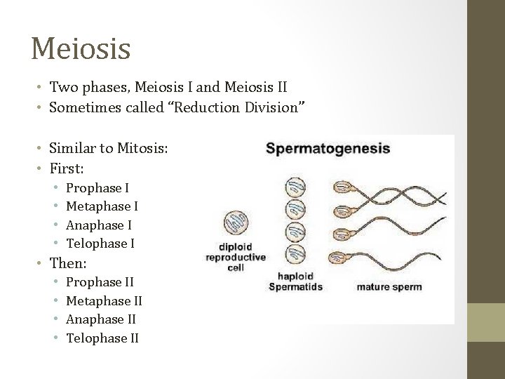 Meiosis • Two phases, Meiosis I and Meiosis II • Sometimes called “Reduction Division”