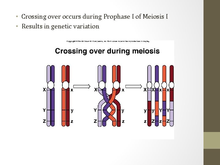  • Crossing over occurs during Prophase I of Meiosis I • Results in