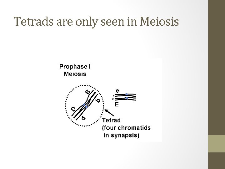 Tetrads are only seen in Meiosis 