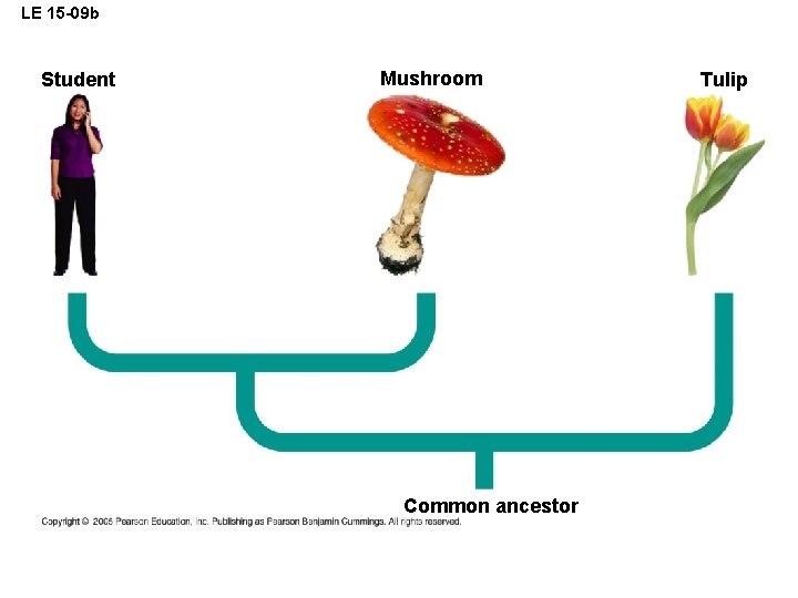 LE 15 -09 b Student Mushroom Common ancestor Tulip 