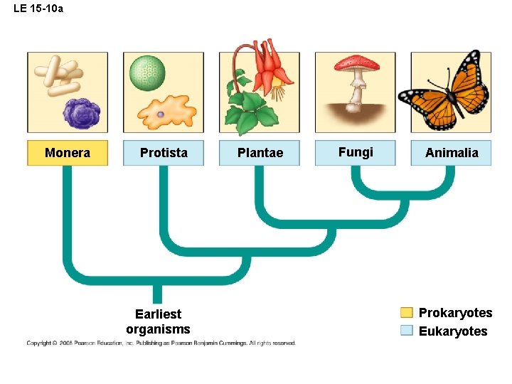 LE 15 -10 a Monera Protista Earliest organisms Plantae Fungi Animalia Prokaryotes Eukaryotes 