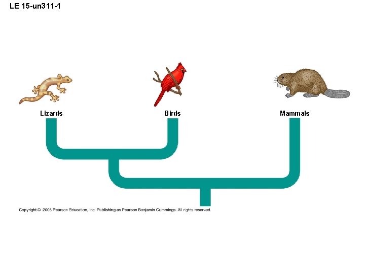LE 15 -un 311 -1 Lizards Birds Mammals 