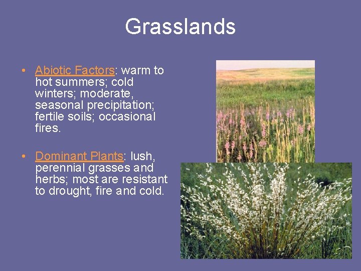 Grasslands • Abiotic Factors: warm to hot summers; cold winters; moderate, seasonal precipitation; fertile