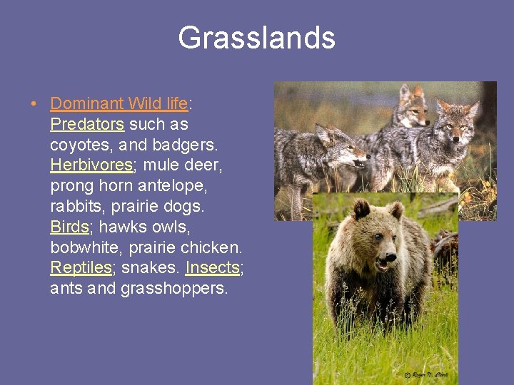 Grasslands • Dominant Wild life: Predators such as coyotes, and badgers. Herbivores; mule deer,