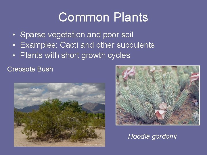 Common Plants • Sparse vegetation and poor soil • Examples: Cacti and other succulents