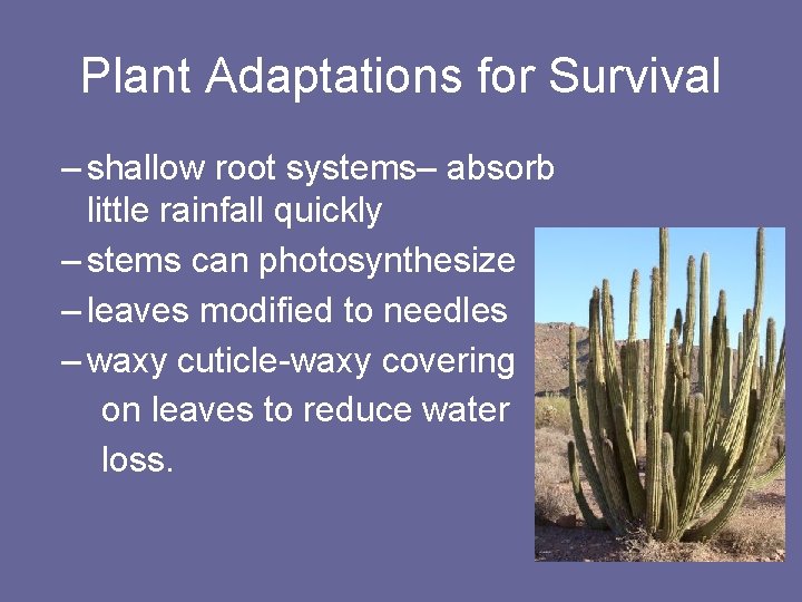Plant Adaptations for Survival – shallow root systems– absorb little rainfall quickly – stems
