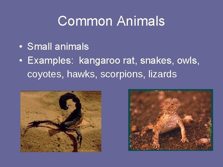 Common Animals • Small animals • Examples: kangaroo rat, snakes, owls, coyotes, hawks, scorpions,