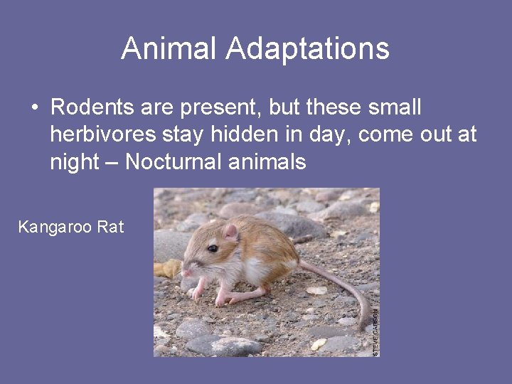 Animal Adaptations • Rodents are present, but these small herbivores stay hidden in day,