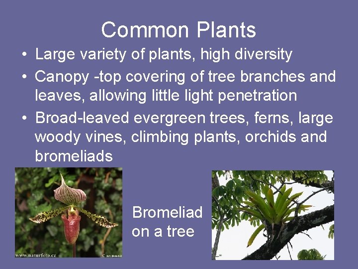 Common Plants • Large variety of plants, high diversity • Canopy -top covering of