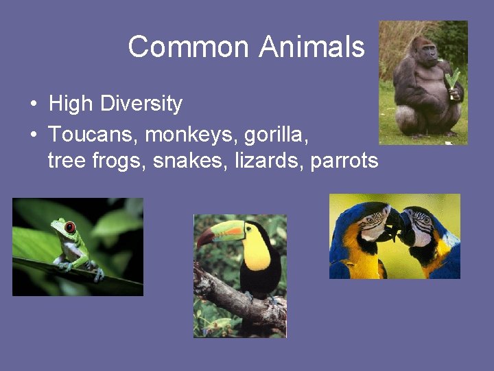 Common Animals • High Diversity • Toucans, monkeys, gorilla, tree frogs, snakes, lizards, parrots