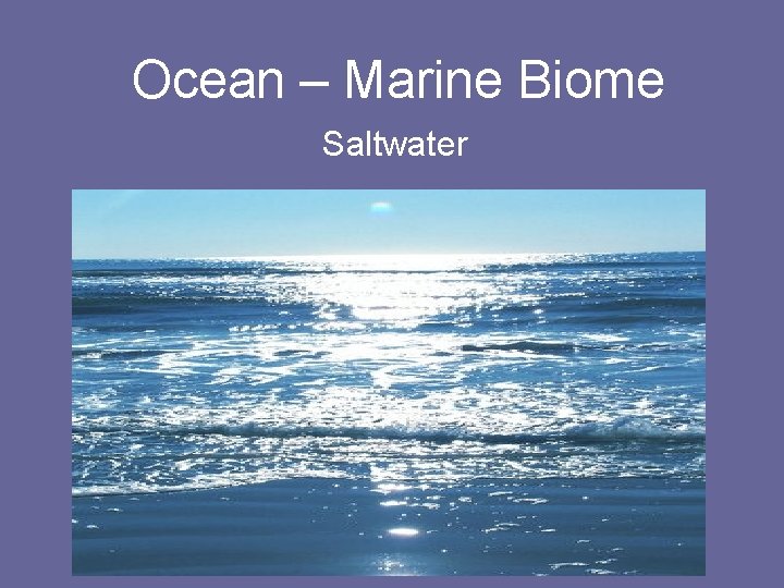Ocean – Marine Biome Saltwater 