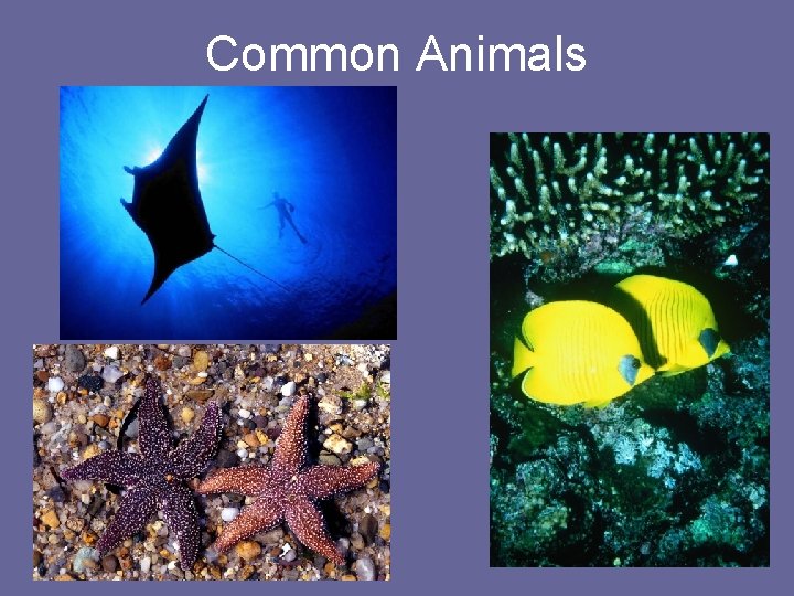 Common Animals 