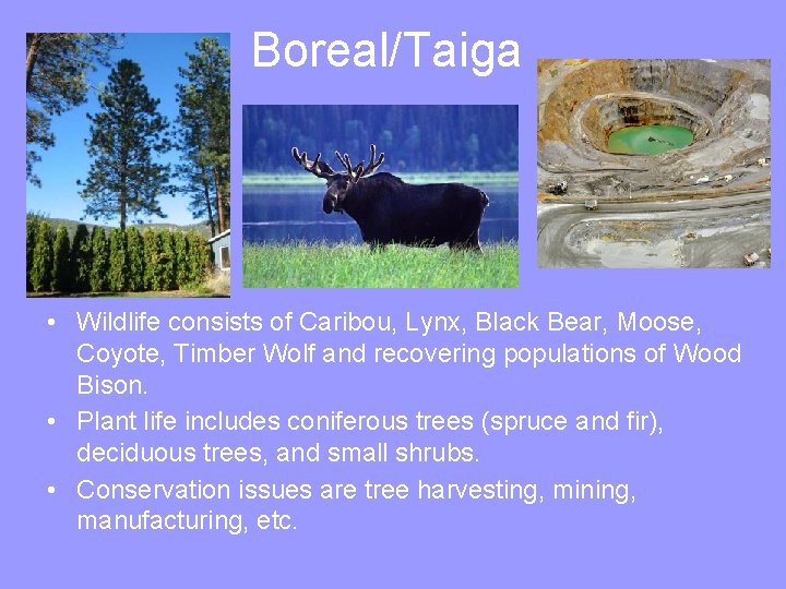Boreal/Taiga • Wildlife consists of Caribou, Lynx, Black Bear, Moose, Coyote, Timber Wolf and