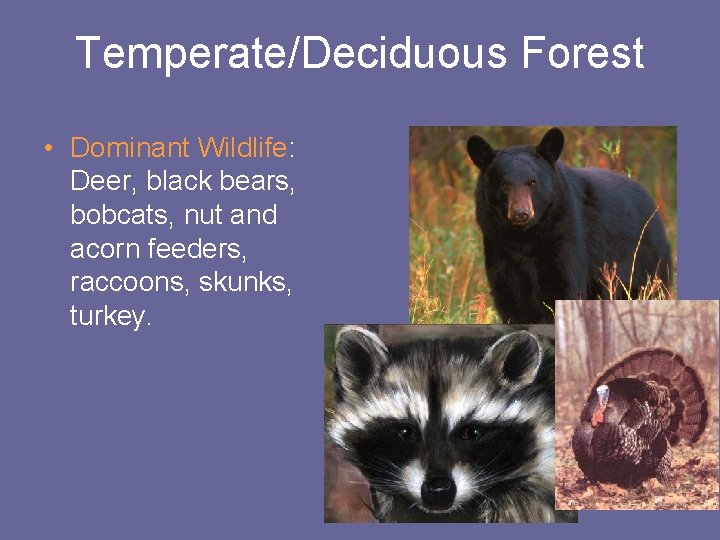 Temperate/Deciduous Forest • Dominant Wildlife: Deer, black bears, bobcats, nut and acorn feeders, raccoons,